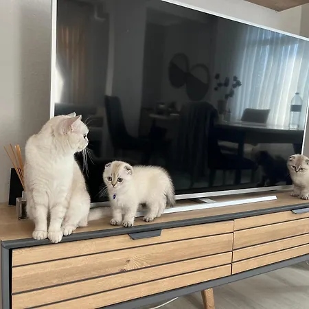 Apartament Airport Viem *