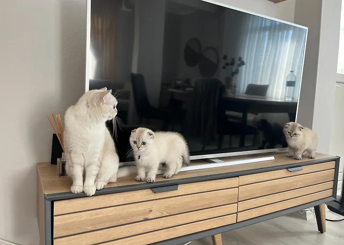 Daire Airport Viem *